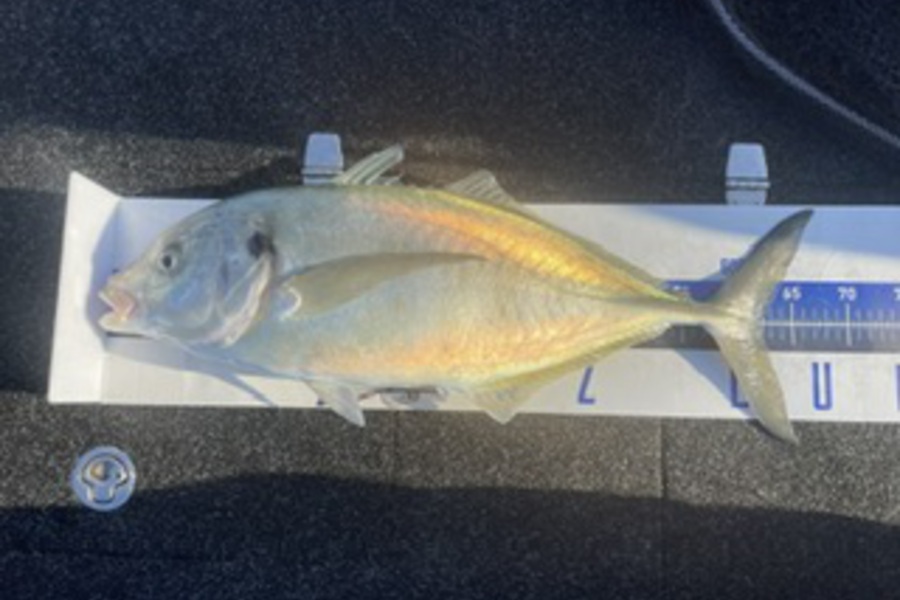 Louis Edwards  caught this 61.5cm Trevally at Tasman Bay during The Export NZ Fishing Competition