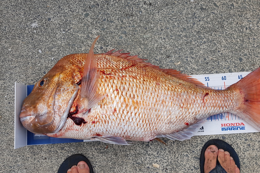 Glenn Lucas caught this 70.0cm Snapper at Kawau  during The Export NZ Fishing Competition