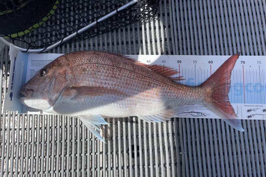 Cameron  Brown caught this 64.5cm Snapper at Auckland during The Export NZ Fishing Competition