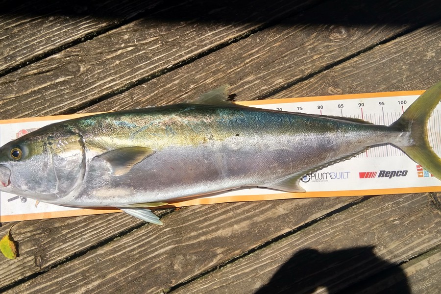 Tracy Holland caught this 105.0cm Kingfish at Golden Bay during The Export NZ Fishing Competition