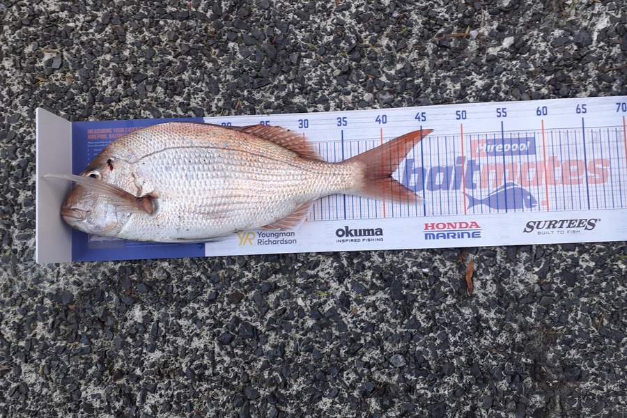 Tom Whitaker caught this 41.0cm Snapper at Whangarei Harbour during The Export NZ Fishing Competition