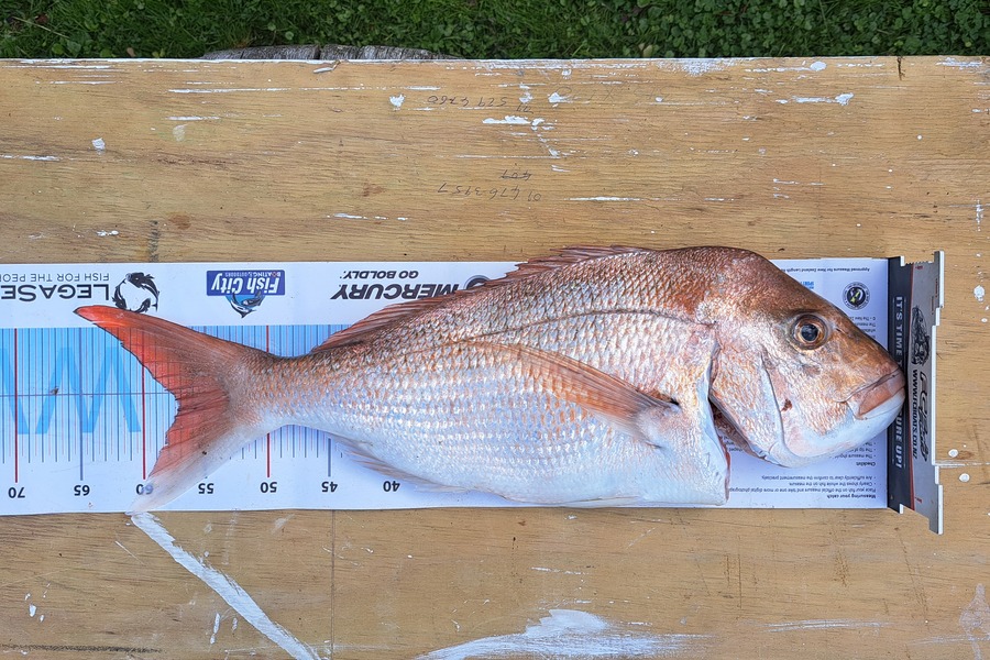 Felicia Hogbom caught this 57.0cm Snapper at Auckland during The Export NZ Fishing Competition