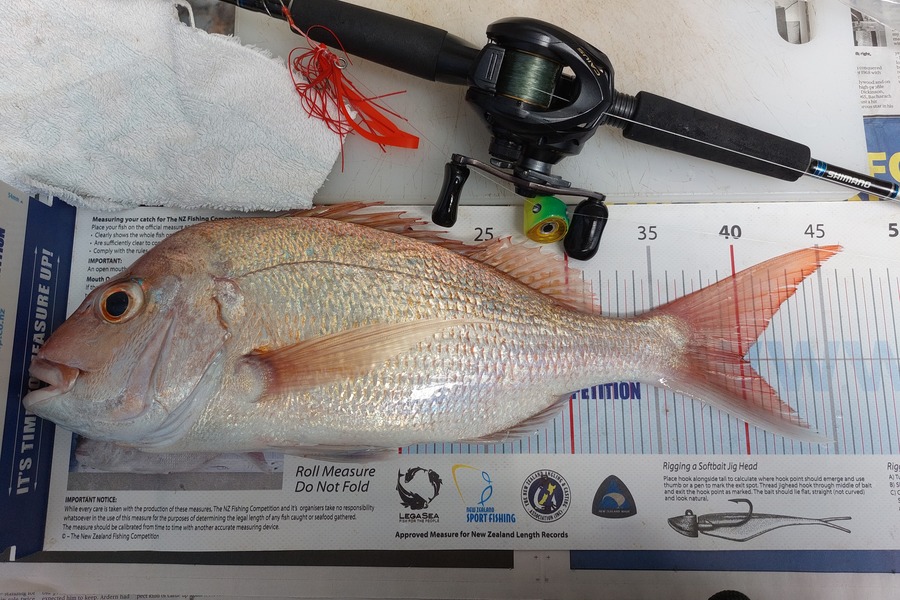 Briar Walker caught this 40.0cm Snapper at Clevedon Flats during The Export NZ Fishing Competition