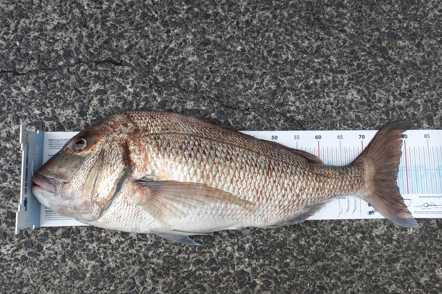 Mike Crawford caught this 77.0cm Snapper at Hen/chicks during The Export NZ Fishing Competition