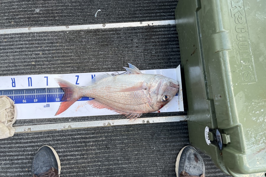 Steve Worthington caught this 51.5cm Snapper at Bream Head during The Export NZ Fishing Competition