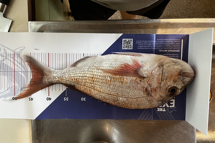 Bryan  Pollet caught this 44.5cm Snapper at Kawau during The Export NZ Fishing Competition