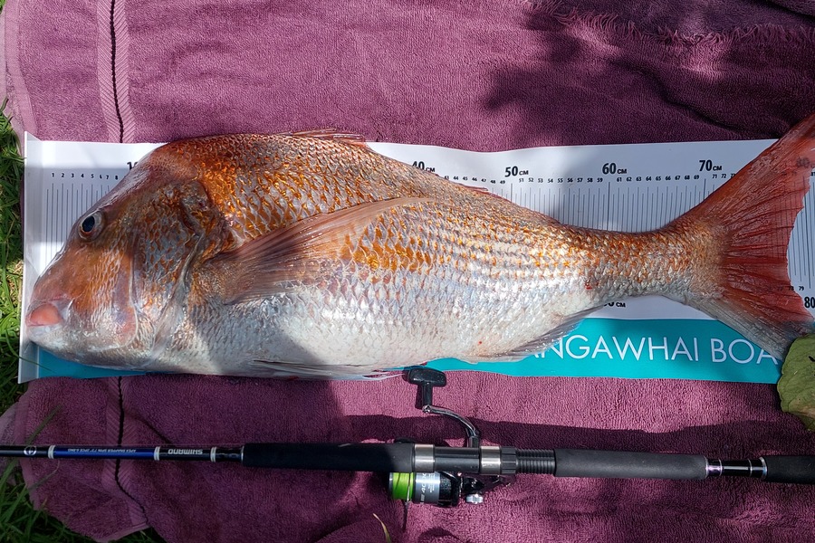 Glenn Shakespeare  caught this 77.5cm Snapper at Mangawhai heads  during The Export NZ Fishing Competition