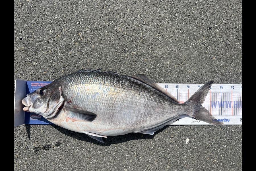 Kevin  Mayes caught this 76.0cm Blue Moki at Wellington harbour during The Export NZ Fishing Competition