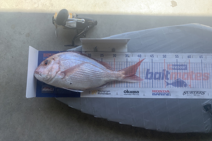 Graeme Duncan caught this 38.0cm Snapper at Bop during The Export NZ Fishing Competition