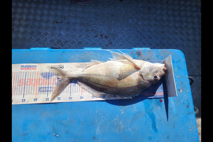 Garry Northcott caught this 50.5cm Tarakihi at Taranaki  during The Export NZ Fishing Competition