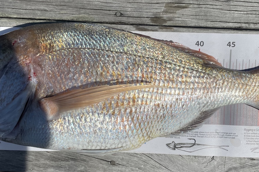 Reid Clancy caught this 56.0cm Snapper at Manukau  during The Export NZ Fishing Competition