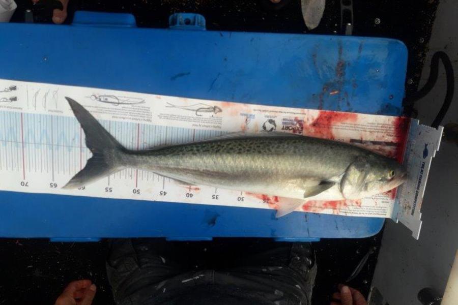 Carl Scott caught this 58.0cm Kahawai at Noises during The Export NZ Fishing Competition