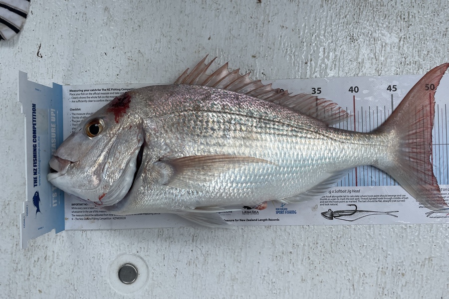 Gary Whitton caught this 50.0cm Snapper at Tamaki straight  during The Export NZ Fishing Competition