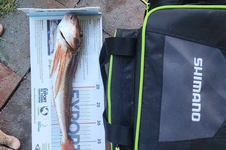 Myles Carson caught this 40.0cm Gurnard at Northland during The Export NZ Fishing Competition
