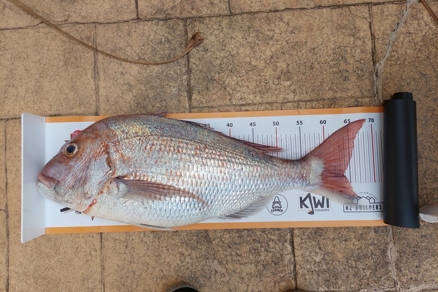 Gavin Logan caught this 63.5cm Snapper at Anchorrite during The Export NZ Fishing Competition