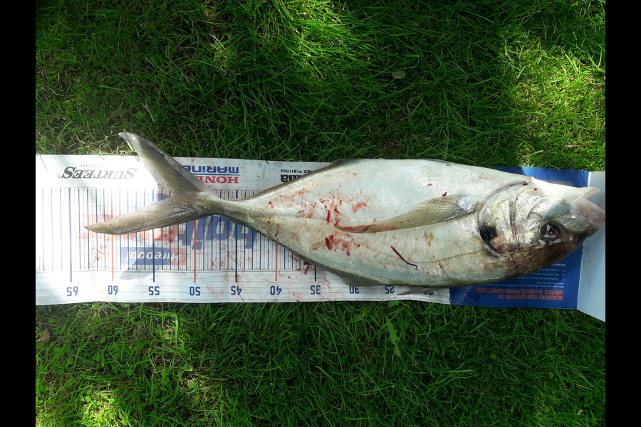 Enoch Vahua caught this 52.5cm Trevally at Tauranga harbour during The Export NZ Fishing Competition