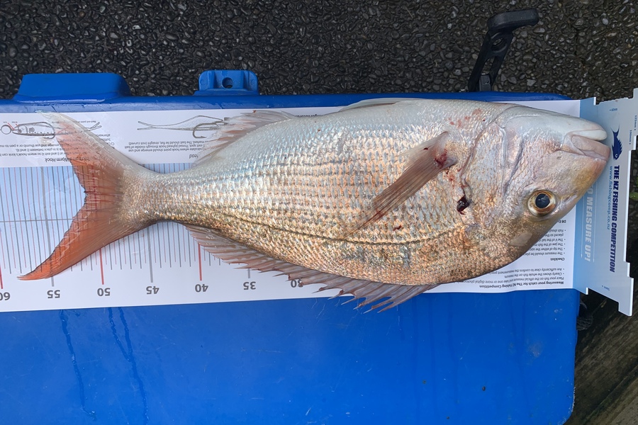 Steven Brown caught this 50.5cm Snapper at Manukau during The Export NZ Fishing Competition