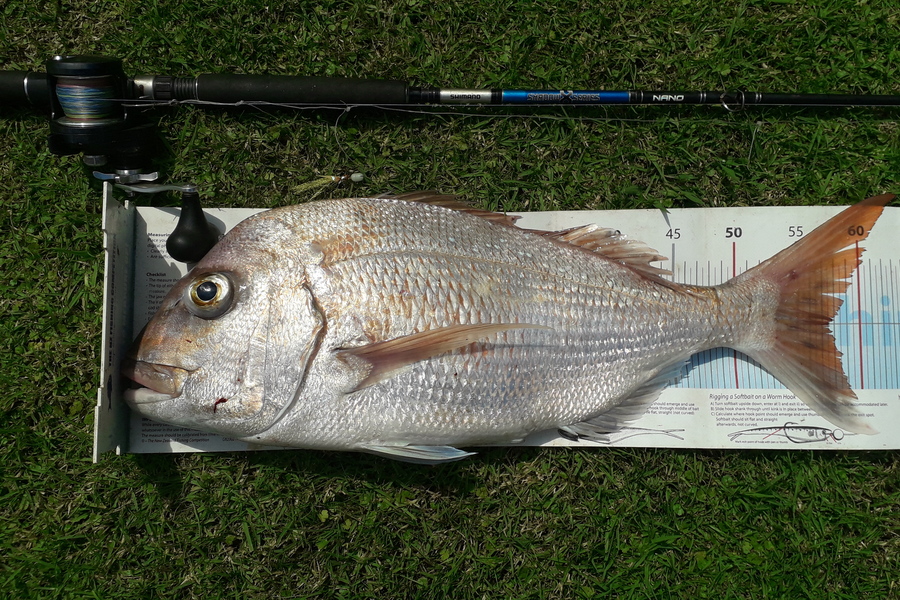 Doug Batchelor  caught this 57.5cm Snapper at Bay of Plenty  during The Export NZ Fishing Competition
