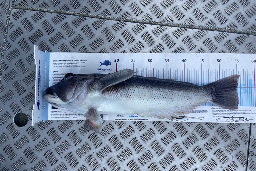 Shaun Wells caught this 55.0cm Blue Cod at D’Urville Island  during The Export NZ Fishing Competition