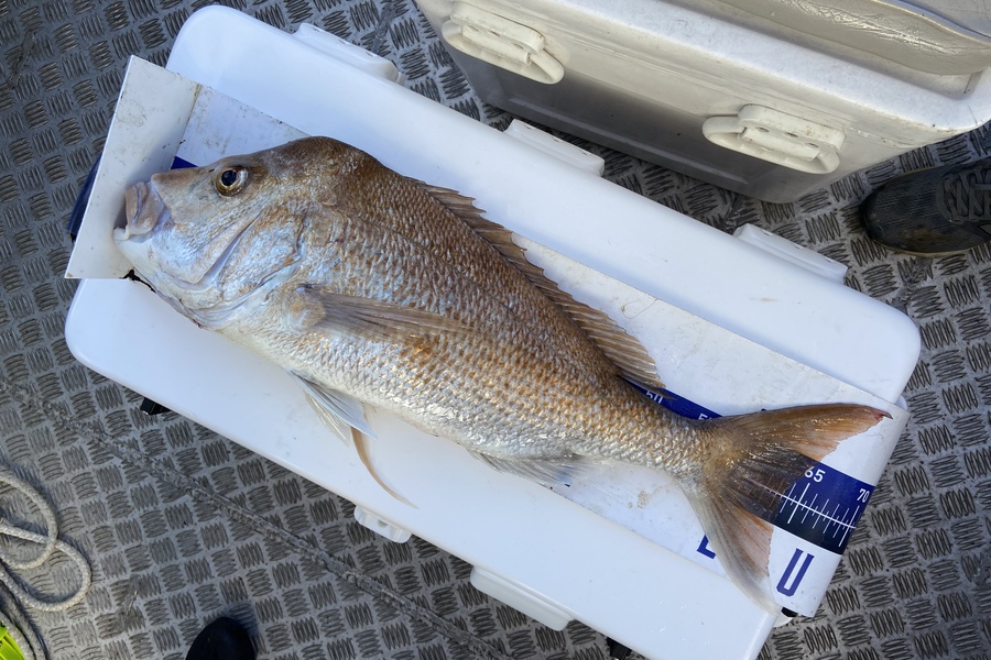 Tom Davies caught this 63.5cm Snapper at Hauraki during The Export NZ Fishing Competition
