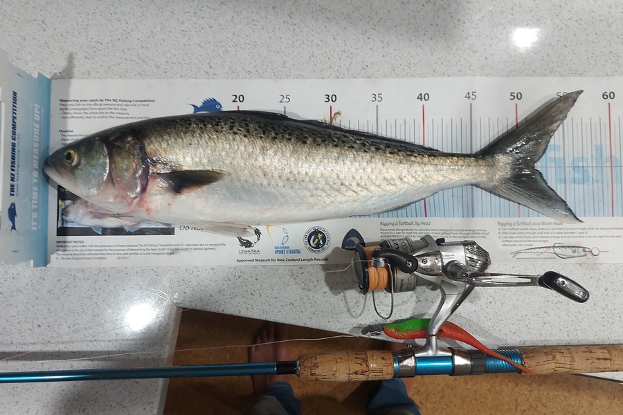 Brad Wilkie caught this 51.5cm Kahawai at Thames coaat during The Export NZ Fishing Competition