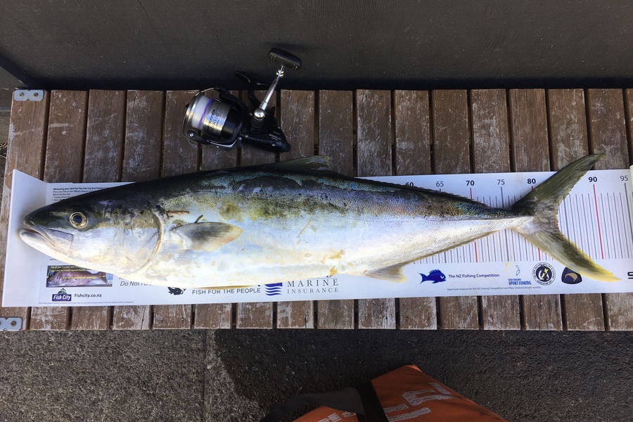 Laudic Charly caught this 83.0cm Kingfish at North Taranaki  during The Export NZ Fishing Competition