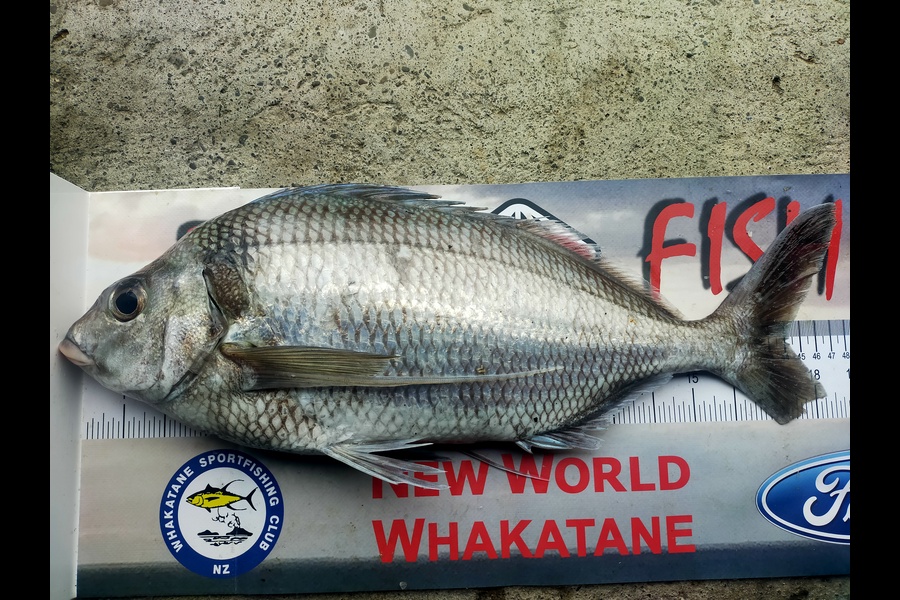 Lance Hansen caught this 44cm Tarakihi at Whakatane  during The Export NZ Fishing Competition