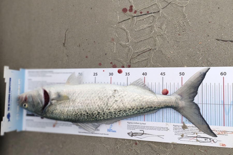Steve  Nield caught this 52.5cm Kahawai at Karikari  during The Export NZ Fishing Competition