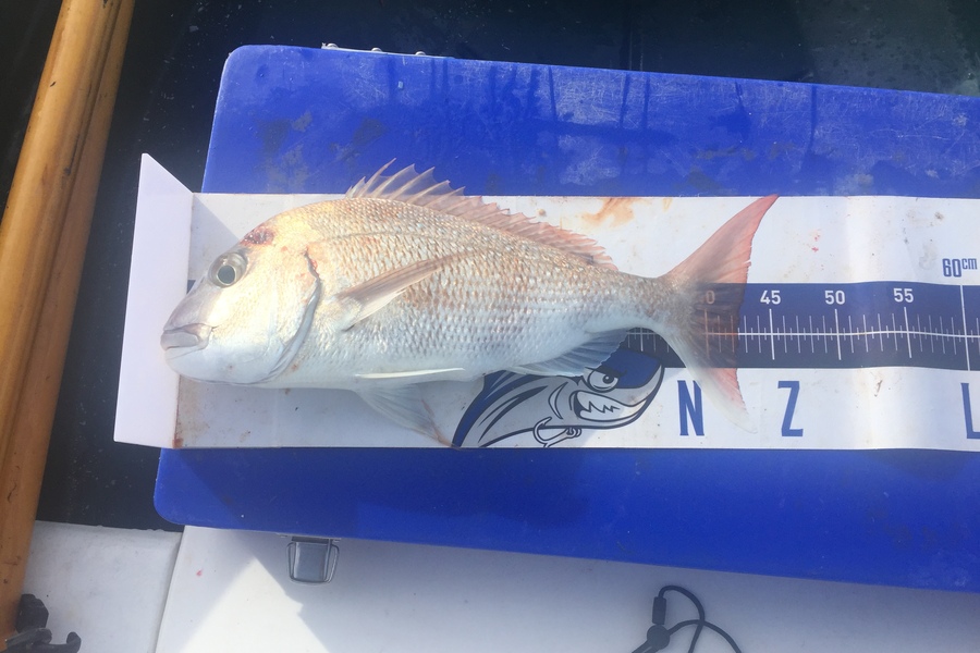 Grant Thompson caught this 42.0cm Snapper at Kawau  during The Export NZ Fishing Competition
