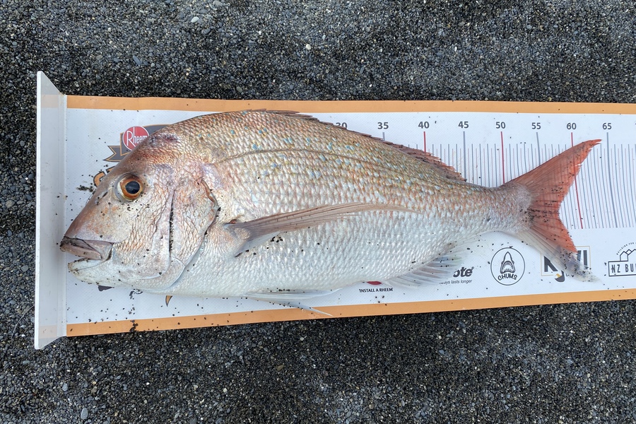 Dale Hemi caught this 56cm Snapper at Palliser bay during The Export NZ Fishing Competition