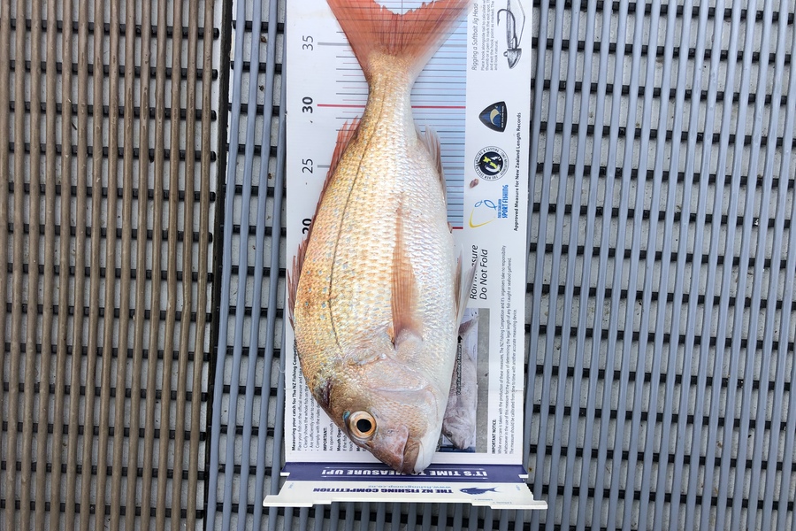 Stephen Attwood caught this 37.5cm Snapper at Whananaki  during The Export NZ Fishing Competition