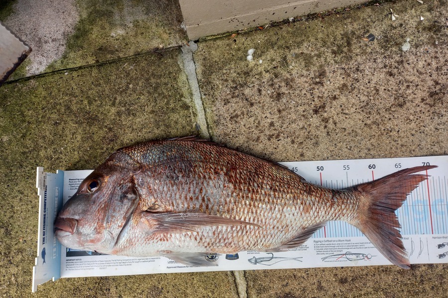 Bruce Hooper caught this 63.0cm Snapper at Hen/chicks during The Export NZ Fishing Competition