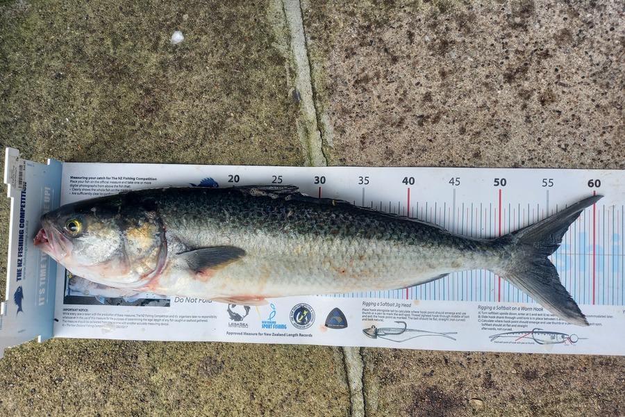 Mike Crawford caught this 55.0cm Kahawai at Hen/chicks during The Export NZ Fishing Competition