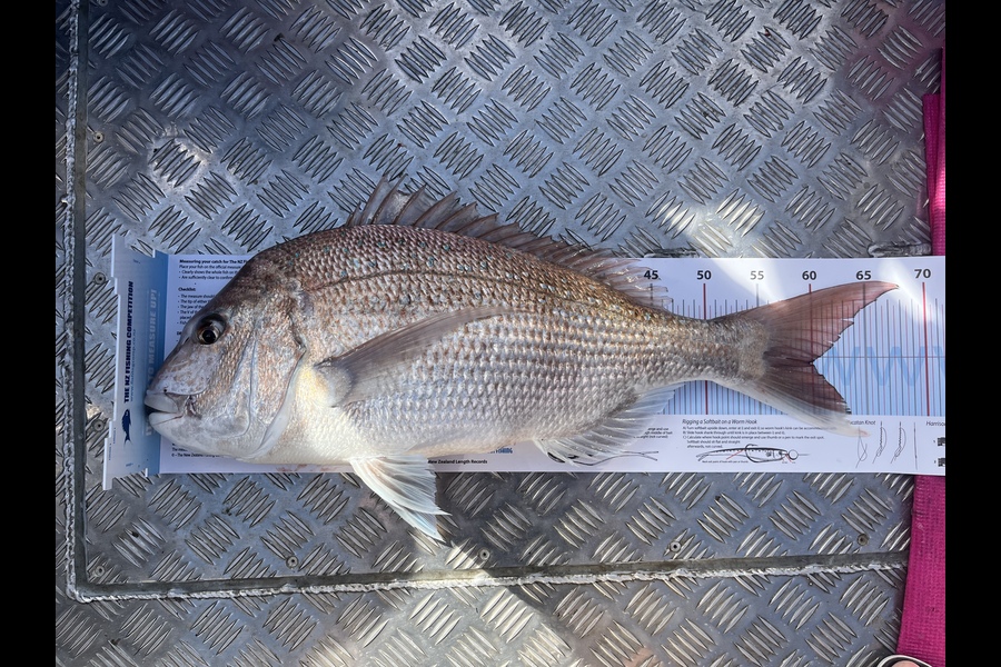 Kameran Clarke caught this 59.5cm Snapper at Tasman bay during The Export NZ Fishing Competition