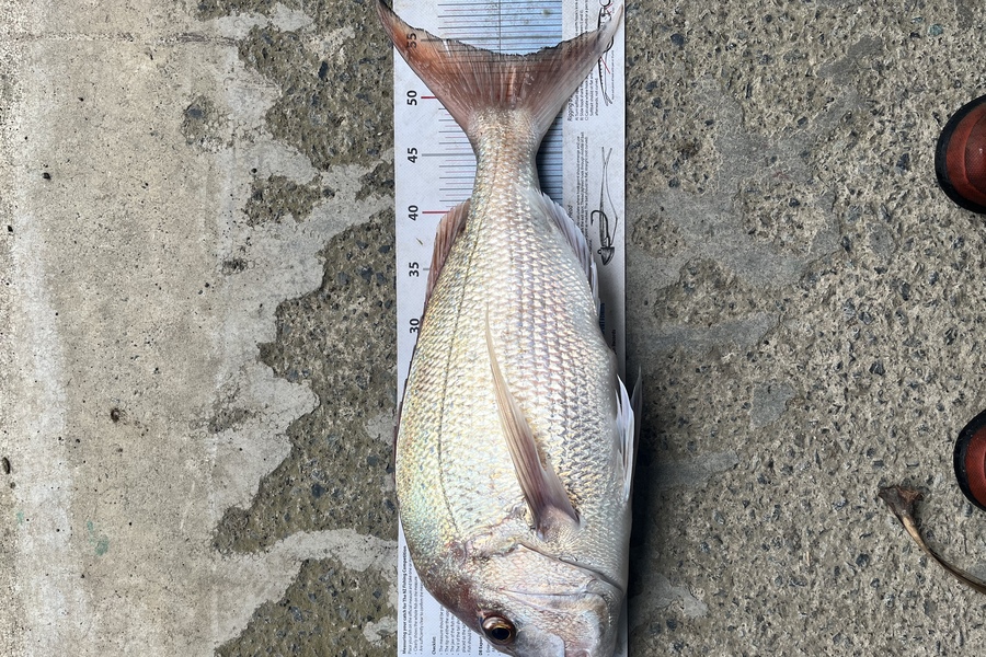 Brian Smith caught this 53.5cm Snapper at Bream bay  during The Export NZ Fishing Competition