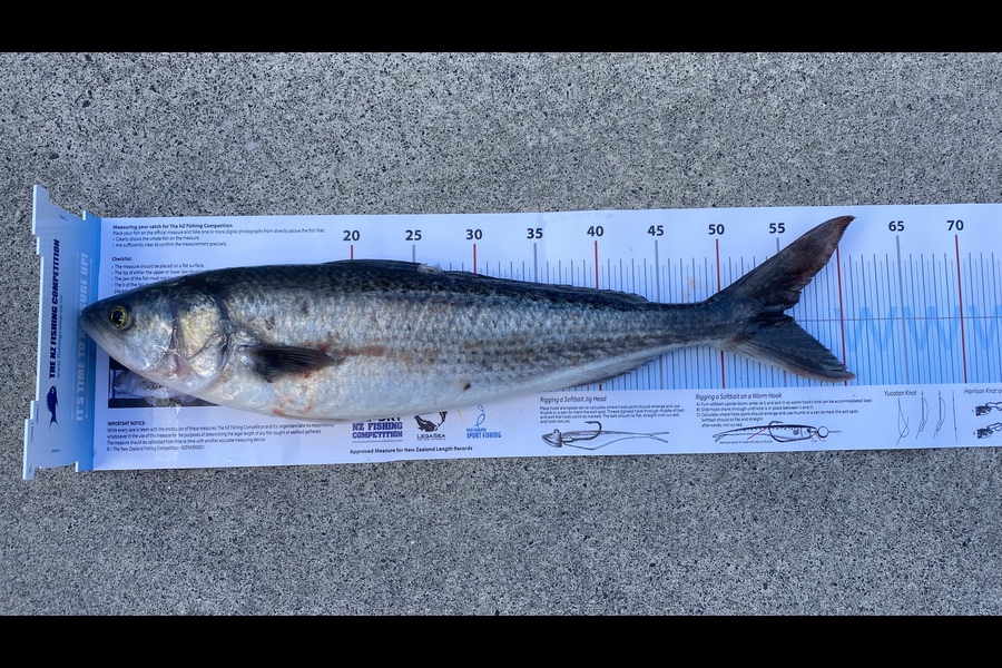 JJ Snyders caught this 55.0cm Kahawai at Kereta Bay during The Export NZ Fishing Competition