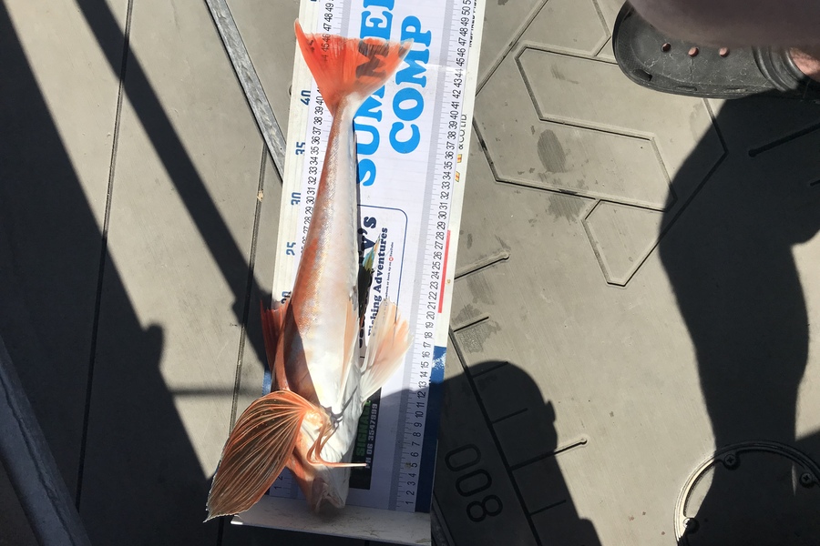 David Monagan caught this 46.0cm Gurnard at Pourerere  during The Export NZ Fishing Competition