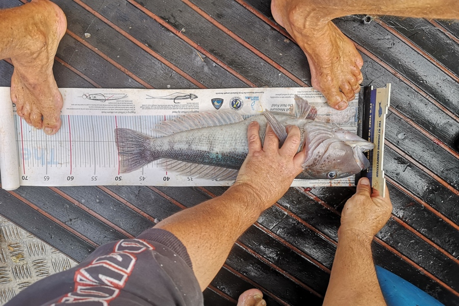 Scott Brenton caught this 50.0cm Blue Cod at Southcoast during The Export NZ Fishing Competition