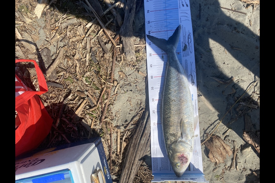 Kurt Moore caught this 55.5cm Kahawai at Waimakariri River Mouth during The Export NZ Fishing Competition