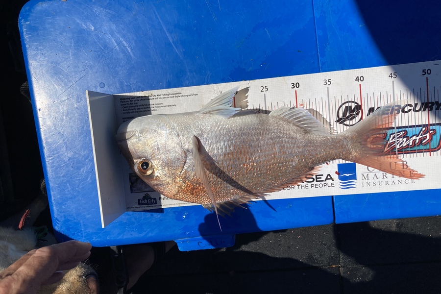 Yvonne Jones caught this 43.0cm Snapper at Hauraki Gulf during The Export NZ Fishing Competition