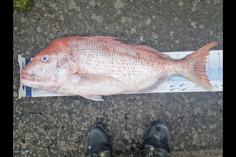 Neville Shirley caught this 88.0cm Snapper at Channel island during The Export NZ Fishing Competition