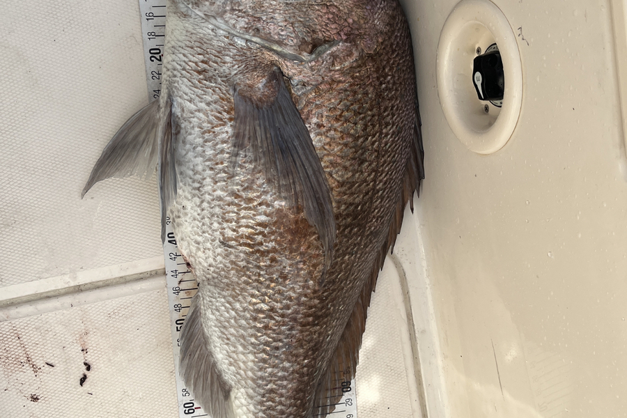 Manuel Greenland caught this 81.0cm Snapper at Hauraki Gulf during The Export NZ Fishing Competition