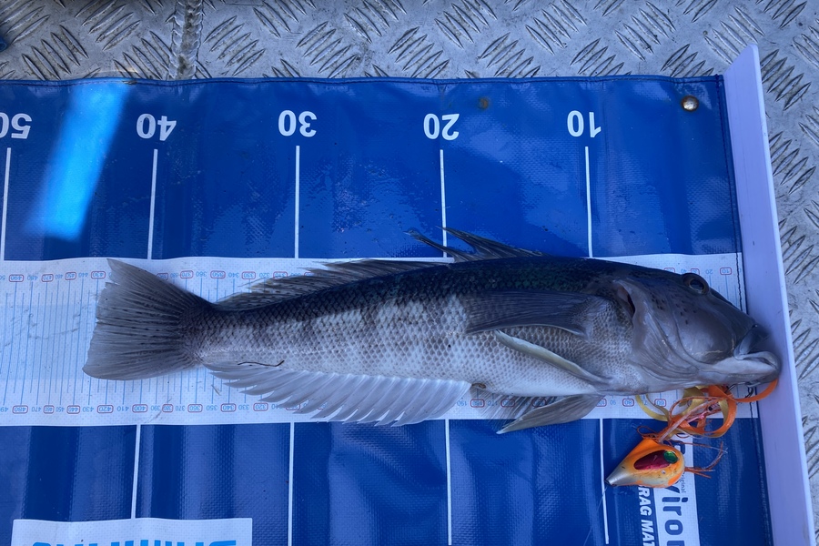 Sam Macklin caught this 42.5cm Blue Cod at Akaroa  during The Export NZ Fishing Competition