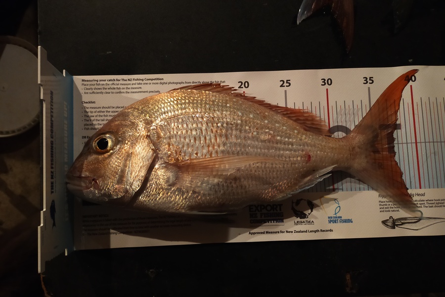 Derek Jensen caught this 37.5cm Snapper at Maketu during The Export NZ Fishing Competition