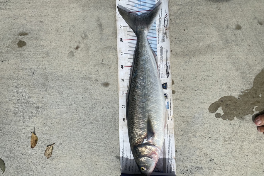 Shane MacRae caught this 57.5cm Kahawai at Ohawe  during The Export NZ Fishing Competition