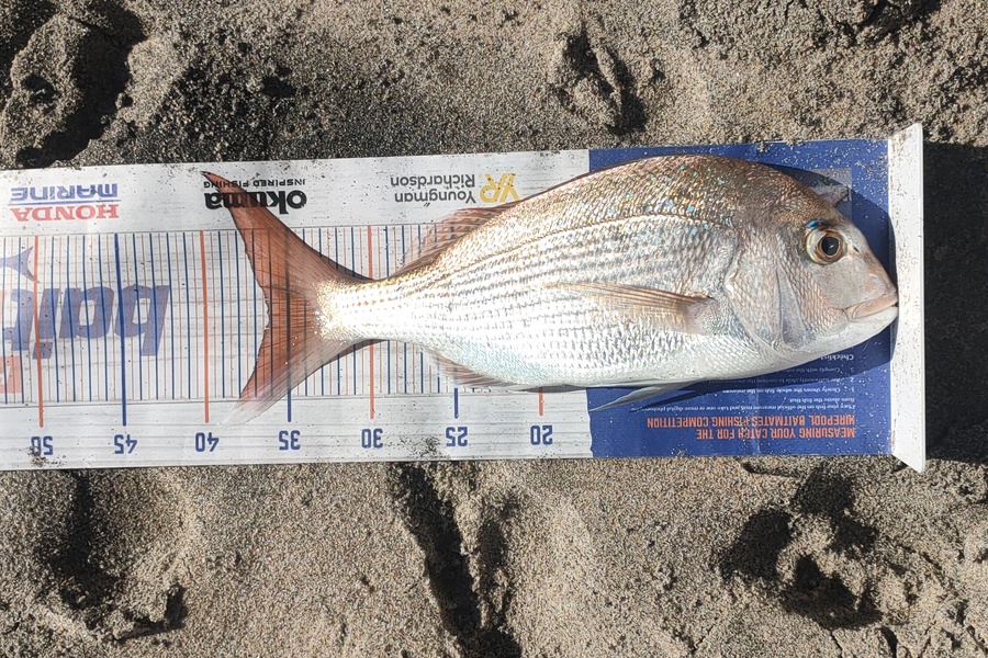 Steve Northcott caught this 36.0cm Snapper at Waihi Beach  during The Export NZ Fishing Competition