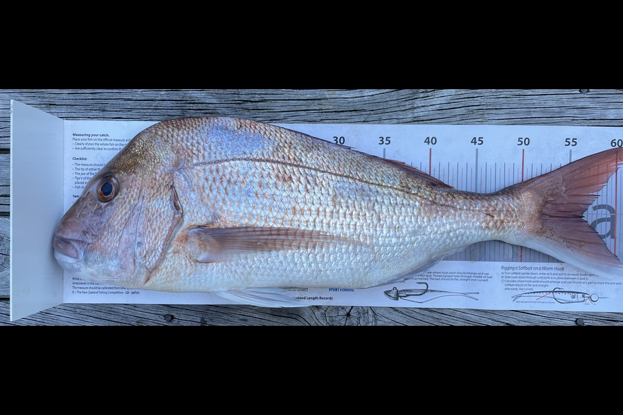 Mina Clancy caught this 56.0cm Snapper at Omaha during The Export NZ Fishing Competition