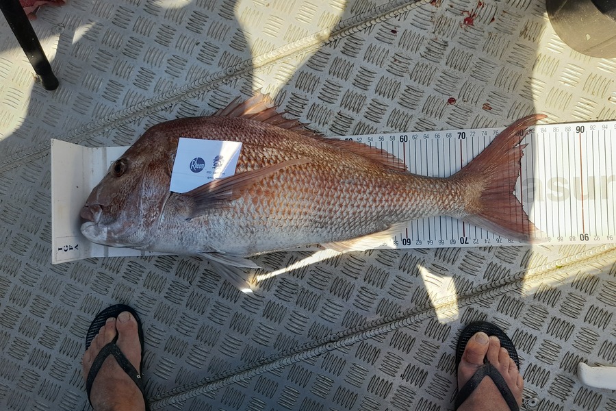Mark Beauchamp caught this 78.5cm Snapper at Bay of Islands during The Export NZ Fishing Competition