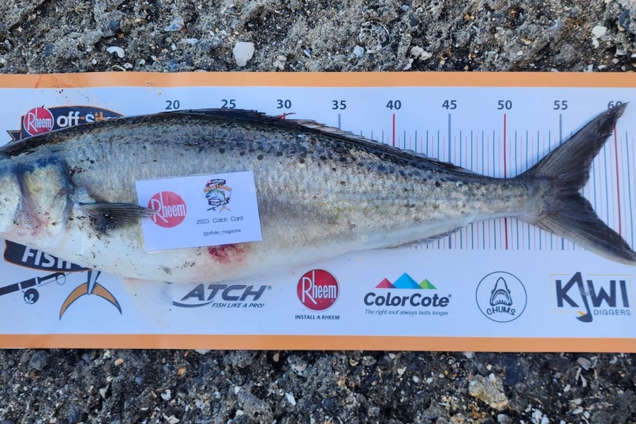 Dylan Brockway caught this 56.5cm Kahawai at Taranaki during The Export NZ Fishing Competition