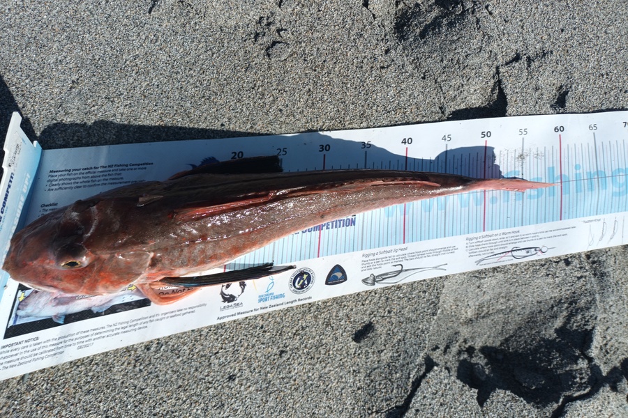 Nick Richards caught this 53cm Gurnard at West coast sth  during The Export NZ Fishing Competition